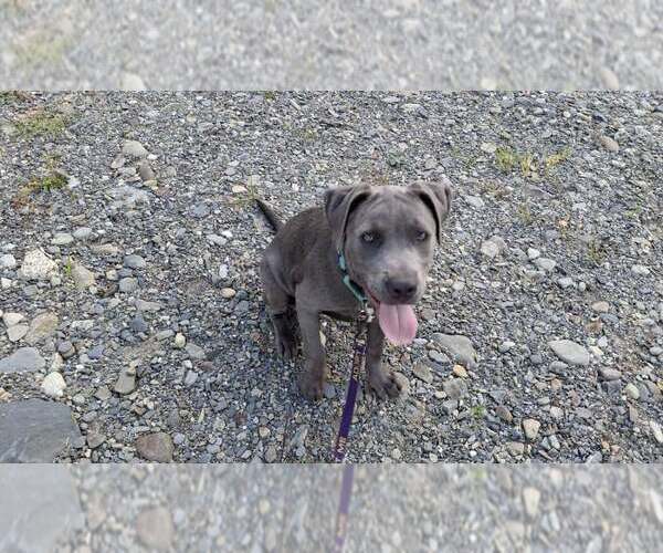 Medium Photo #26 American Pit Bull Terrier-Unknown Mix Puppy For Sale in Sebec, ME, USA