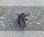 Small #25 American Pit Bull Terrier Mix