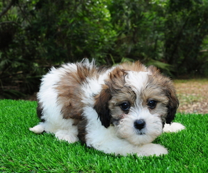 ShihPoo Puppy for Sale in SAINT AUGUSTINE, Florida USA