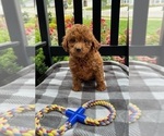 Small Photo #6 Goldendoodle (Miniature) Puppy For Sale in INDIANAPOLIS, IN, USA