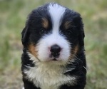 Puppy Asher Bernese Mountain Dog
