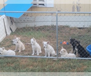German Shepherd Dog Puppy for Sale in RED OAK, Texas USA