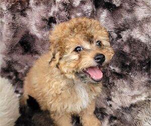 Pom-A-Poo Puppy for Sale in HENDERSON, Nevada USA