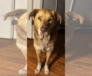 Labrador Retriever-Unknown Mix Dogs for adoption in Miami, FL, USA