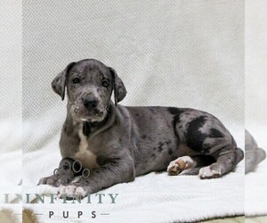 Great Dane Puppy for sale in LITITZ, PA, USA