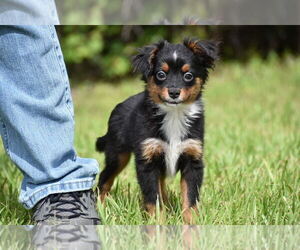 Miniature American Shepherd Puppy for Sale in PALM COAST, Florida USA