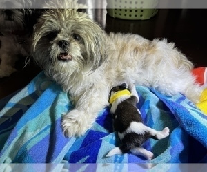Mother of the Shih Tzu puppies born on 05/10/2022