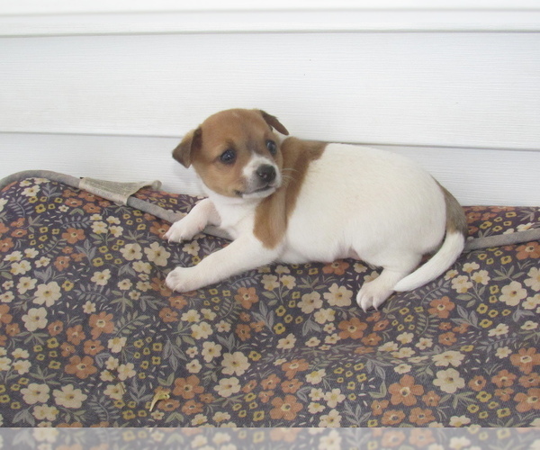 Medium Photo #1 Rat Terrier Puppy For Sale in HILLSBORO, WI, USA
