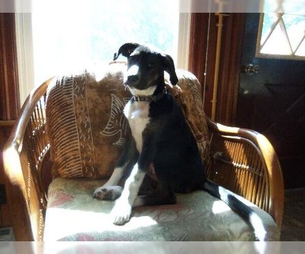 Medium Photo #19 Border Collie-Unknown Mix Puppy For Sale in Highland, IL, USA