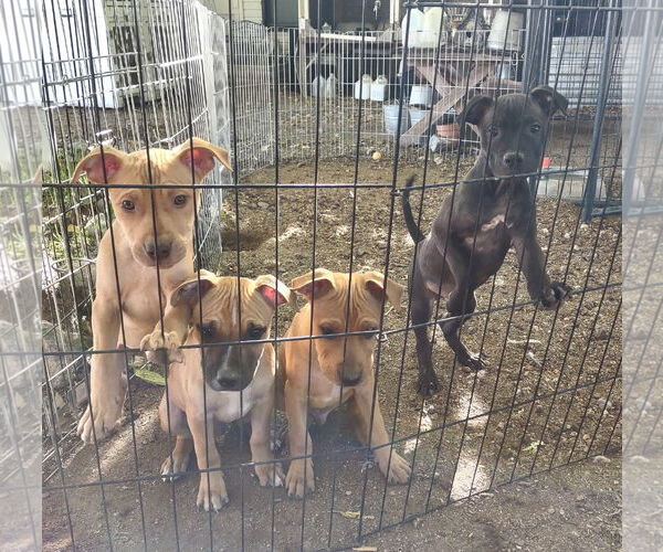 Medium Photo #1 American Staffordshire Terrier-Labrador Retriever Mix Puppy For Sale in Golden Valley, AZ, USA