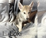 Puppy 9 German Shepherd Dog-Siberian Husky Mix