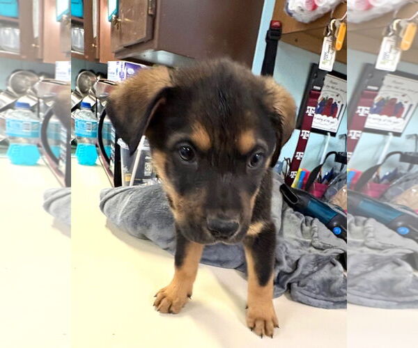 Medium Photo #3 Anatolian Shepherd-Rottweiler Mix Puppy For Sale in Amarillo, TX, USA