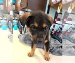 Small #2 Anatolian Shepherd-Rottweiler Mix