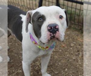 American Bulldog-Unknown Mix Dogs for adoption in San Antonio, TX, USA