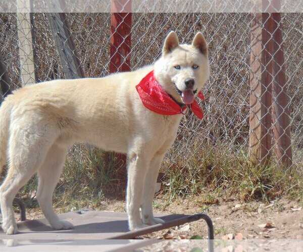 Medium Photo #13 Siberian Husky Puppy For Sale in Pacific grove , CA, USA