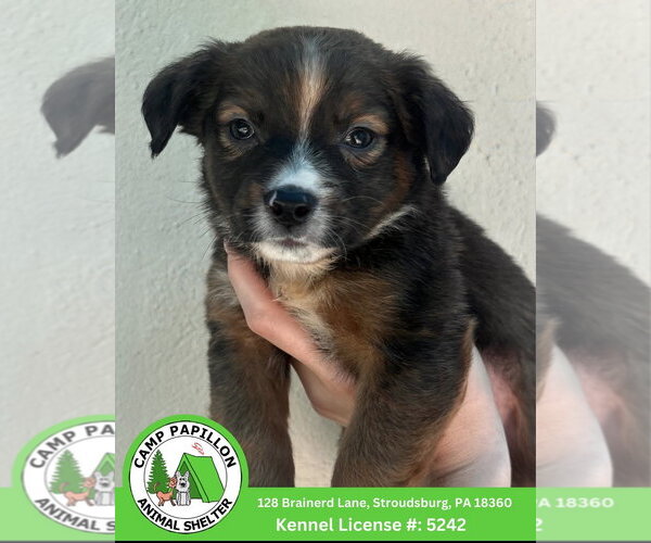 Medium Photo #1 Australian Mountain Dog Puppy For Sale in Stroudsburg, PA, USA