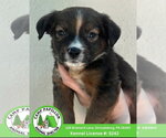 Ramone - Male Australian Mountain Dog Dog for Adoption - Small photo