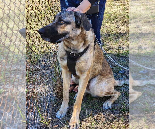 Medium Photo #4 German Shepherd Dog-Great Dane Mix Puppy For Sale in Bullard, TX, USA