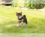 Small #9 Shiba Inu