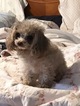 Small Photo #1 Poodle (Toy) Puppy For Sale in ARCHIE, MO, USA