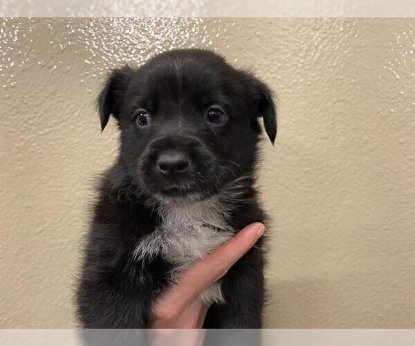 Medium Photo #1 Australian Shepherd-Unknown Mix Puppy For Sale in Modesto, CA, USA