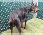 Small Doberman Pinscher Mix