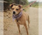 Small #16 Miniature Pinscher Mix