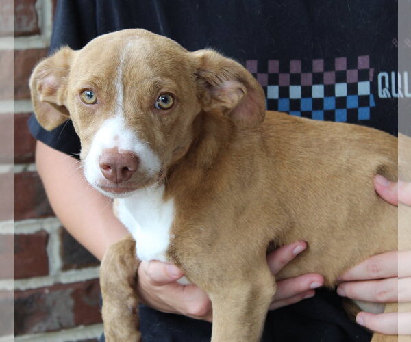 Medium Photo #1 Dachshund-Unknown Mix Puppy For Sale in Prattville, AL, USA