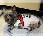 Small #2 Cairn Terrier Mix
