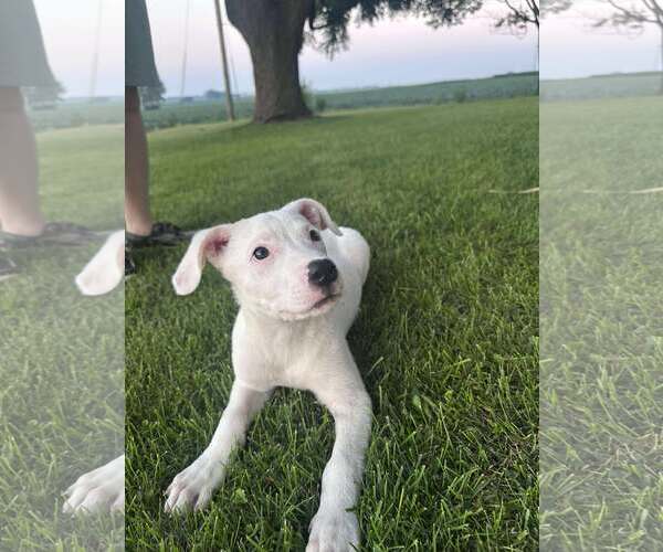 Medium Photo #10 Huskies -Unknown Mix Puppy For Sale in Sheboygan, WI, USA
