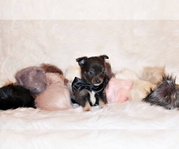 Medium Photo #22 Chihuahua Puppy For Sale in CHARLESTON, AR, USA
