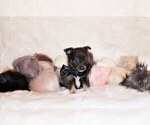 Small #5 Chihuahua