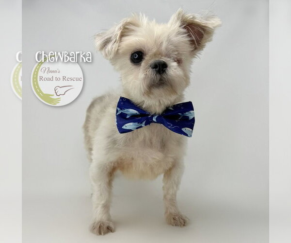 Medium Photo #2 Shih Tzu Puppy For Sale in Benton, LA, USA