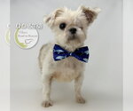 Small #1 Shih Tzu