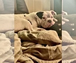 Small Photo #1 Bulldog Puppy For Sale in KAUKAUNA, WI, USA