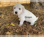 Puppy 1 English Cream Golden Retriever