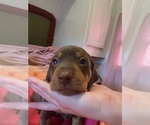 Small Photo #3 Dachshund Puppy For Sale in DENHAM SPRINGS, LA, USA