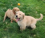 Small Photo #4 Golden Retriever Puppy For Sale in NOBLESVILLE, IN, USA