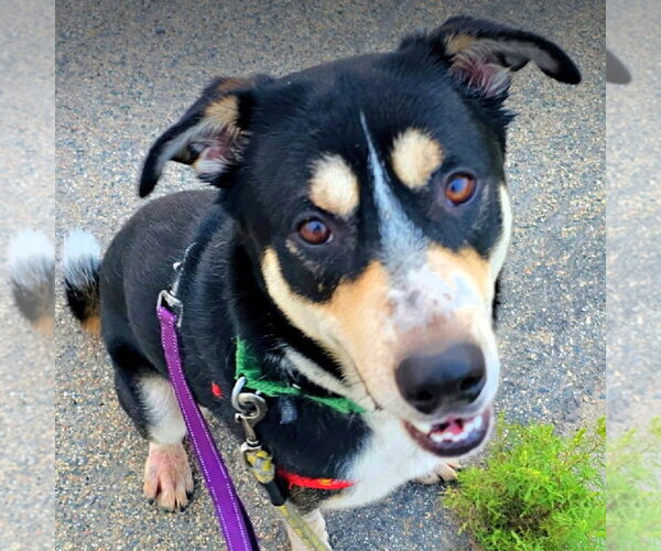 Medium Photo #20 Mutt Puppy For Sale in Fargo, ND, USA