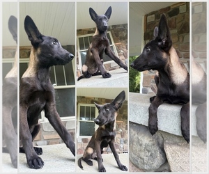 Belgian Malinois Puppy for sale in HOWELL, MI, USA
