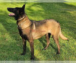 Small Photo #1 Belgian Malinois Puppy For Sale in LA PINE, OR, USA