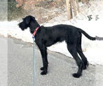 Small #4 GIANT SCHNAUZER -German Shorthaired Pointer Mix