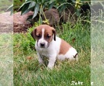 Puppy 3 Beabull-Jack Russell Terrier Mix