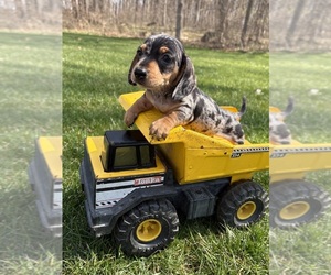 Dachshund Puppy for sale in MIDDLEBURY, IN, USA