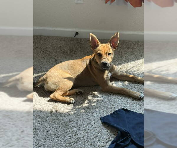 Medium Photo #3 Chihuahua-Unknown Mix Puppy For Sale in Grafton, WI, USA