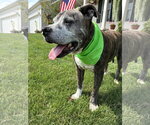 Small #2 American Pit Bull Terrier
