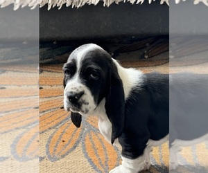 Basset Hound Puppy for Sale in GREENVILLE, Alabama USA