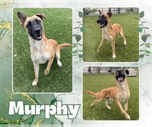 Mutt Dogs for adoption in Pearland, TX, USA