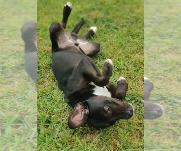 Medium Photo #19 Catahoula Leopard Dog-Staffordshire Bull Terrier Mix Puppy For Sale in Talladega, AL, USA