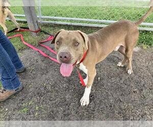 American Pit Bull Terrier Dogs for adoption in Corpus Christi, TX, USA